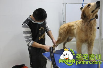 圣寵寵物金毛犬實犬操作