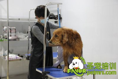 圣寵寵物金毛犬實(shí)犬操作