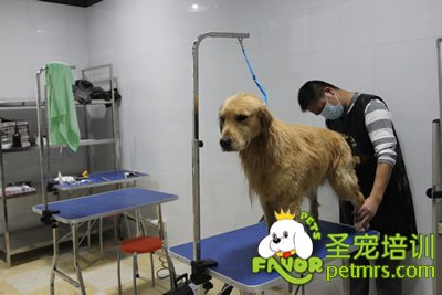 圣寵寵物學員金毛犬實犬操作