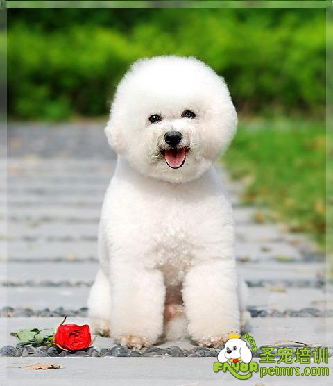 比熊犬