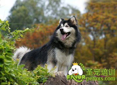 阿拉斯加