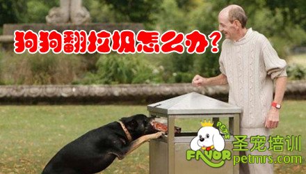 狗狗亂吃東西怎么辦