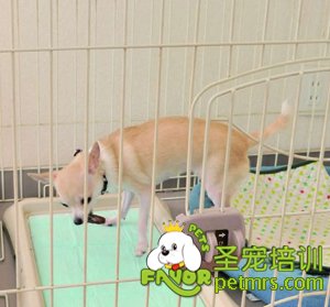 可愛狗狗