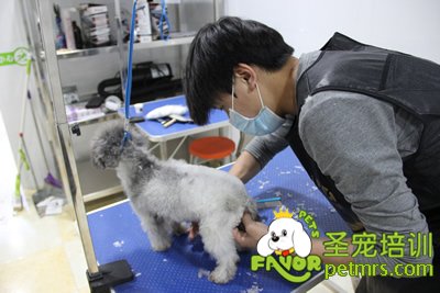 圣寵寵物貴賓犬修剪