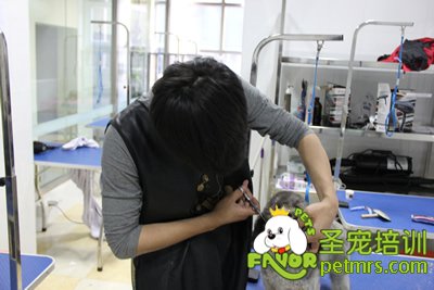 圣寵寵物貴賓犬修剪