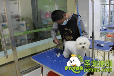 圣寵寵物學員比熊犬修剪