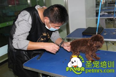 圣寵寵物學員貴賓犬幼犬修剪