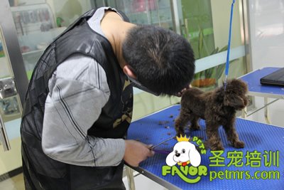 圣寵寵物學(xué)員貴賓犬幼犬修剪