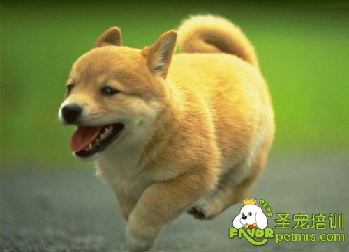 狗狗健康