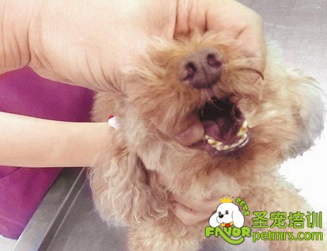 狗狗被異物卡主喉嚨怎么辦