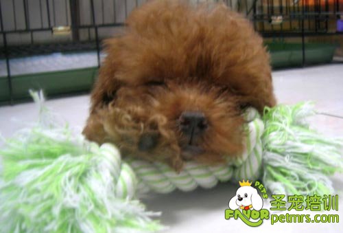 泰迪犬