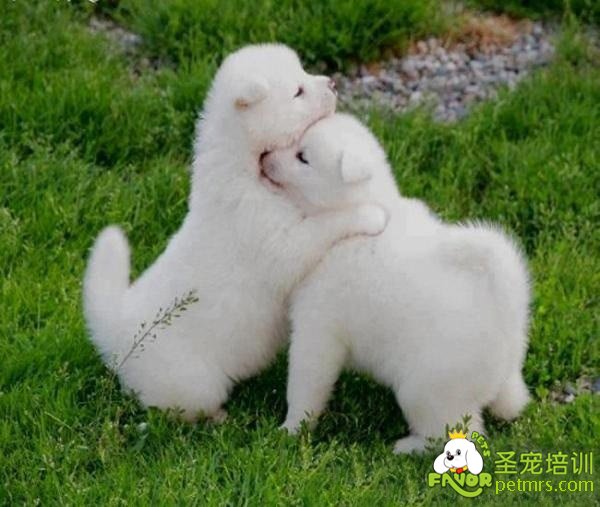 狗狗放屁