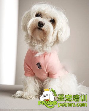 狗狗婦科病
