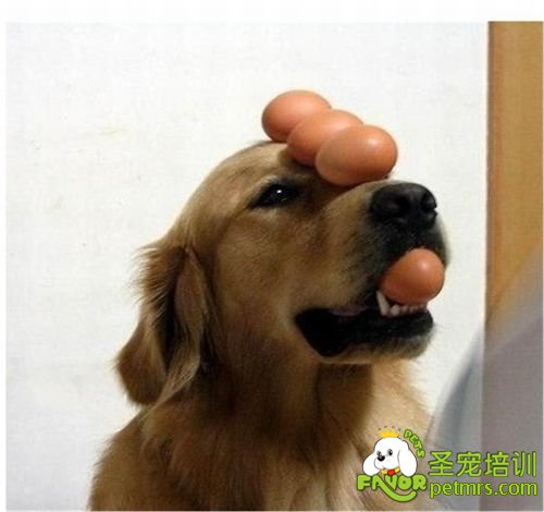 狗狗吃雞蛋