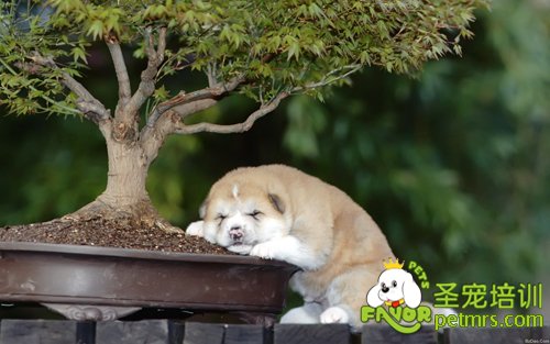 對狗狗有害的植物