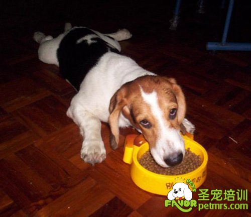狗狗吃剩飯