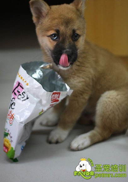 狗狗吃零食