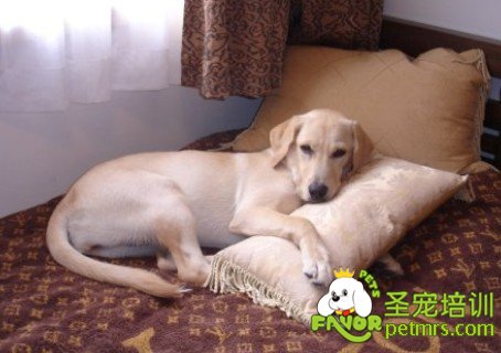金毛犬