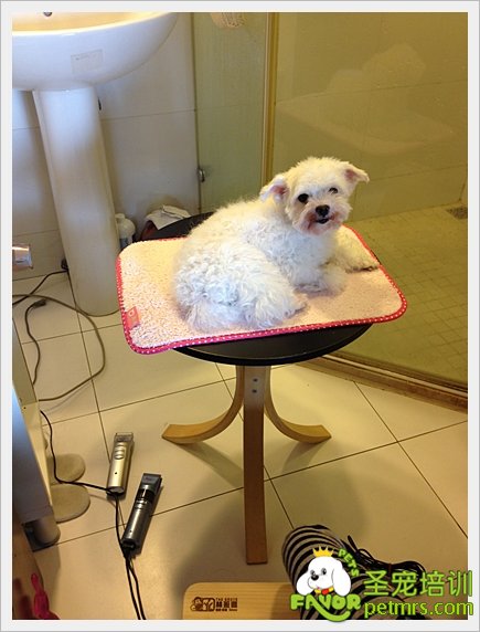 貴賓犬家居美容