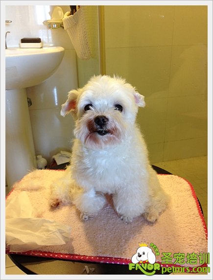 貴賓犬家居美容