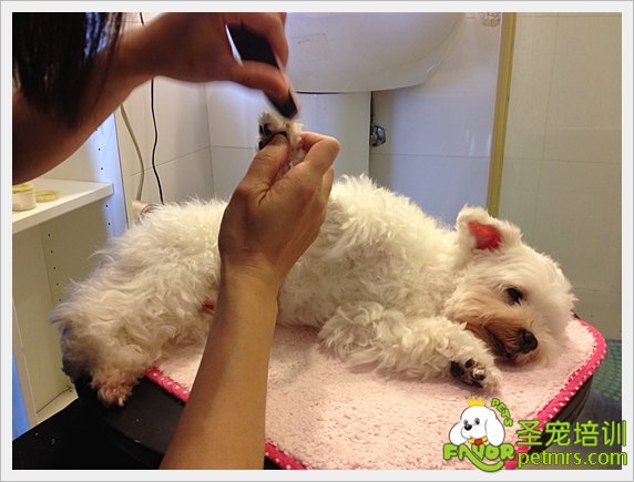 貴賓犬家居美容