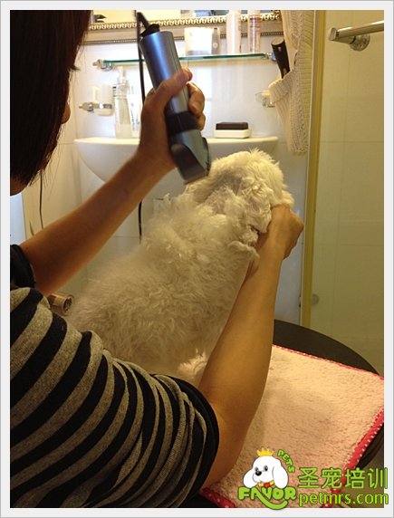 貴賓犬家居美容