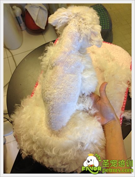 貴賓犬家居美容