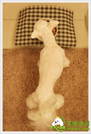 貴賓犬家居美容