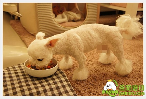 貴賓犬家居美容