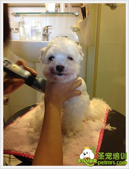 貴賓犬家居美容