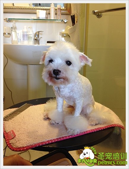 貴賓犬家居美容