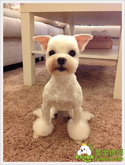 貴賓犬家居美容