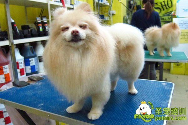 博美犬美容秘笈