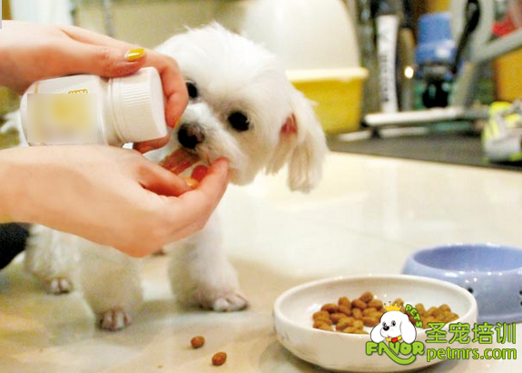 提升愛犬免疫力