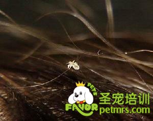 犬虱病