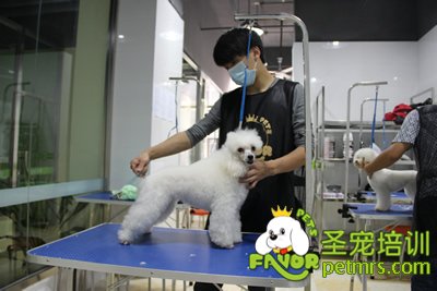貴賓犬修剪
