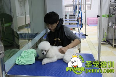 貴賓犬修剪