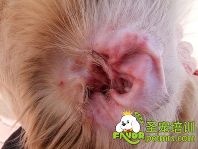 犬耳螨