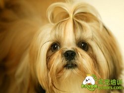 可愛狗狗
