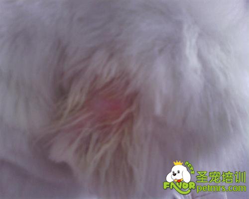 犬蠕形螨感染