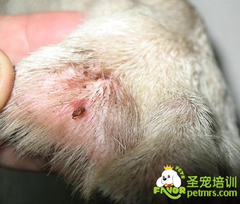 犬蜱病