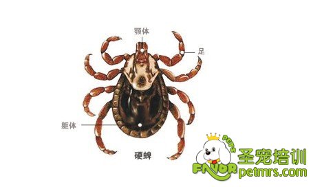 犬蜱病