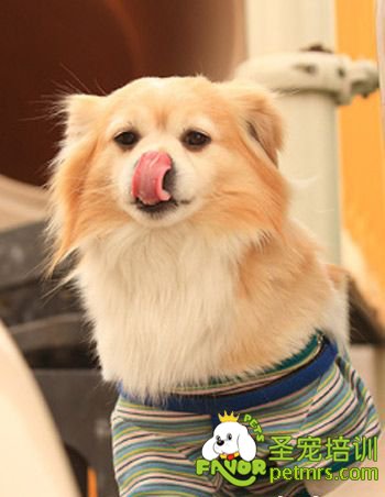 給狗狗梳毛