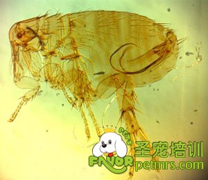 跳蚤感染