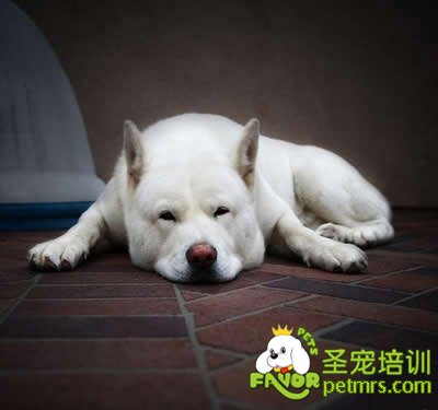 狗狗厭食