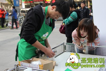 圣寵寵物學員免費幫狗狗美容