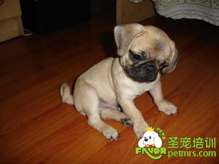 狗狗缺鋅