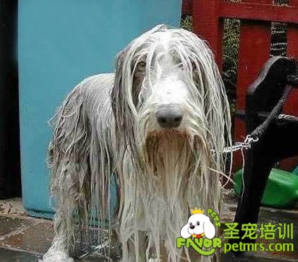 長(zhǎng)毛狗洗澡