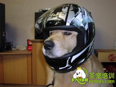 狗狗低血糖