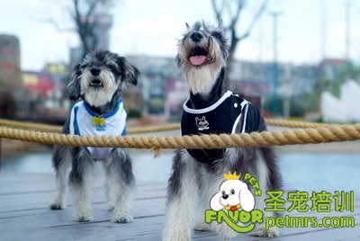 狗狗